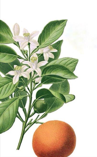 blanc orange