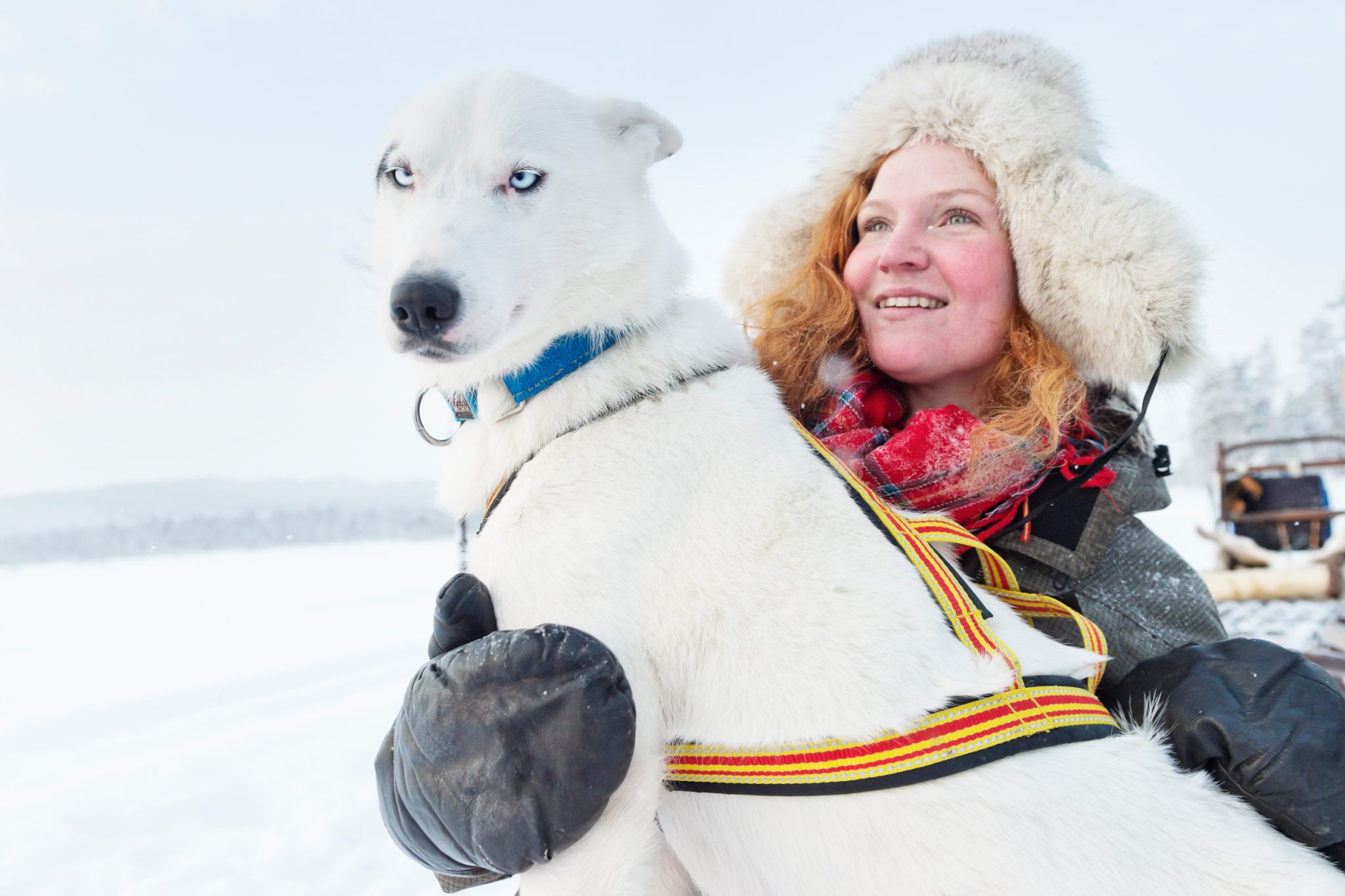anna öhlund friendly sleddog 6472
