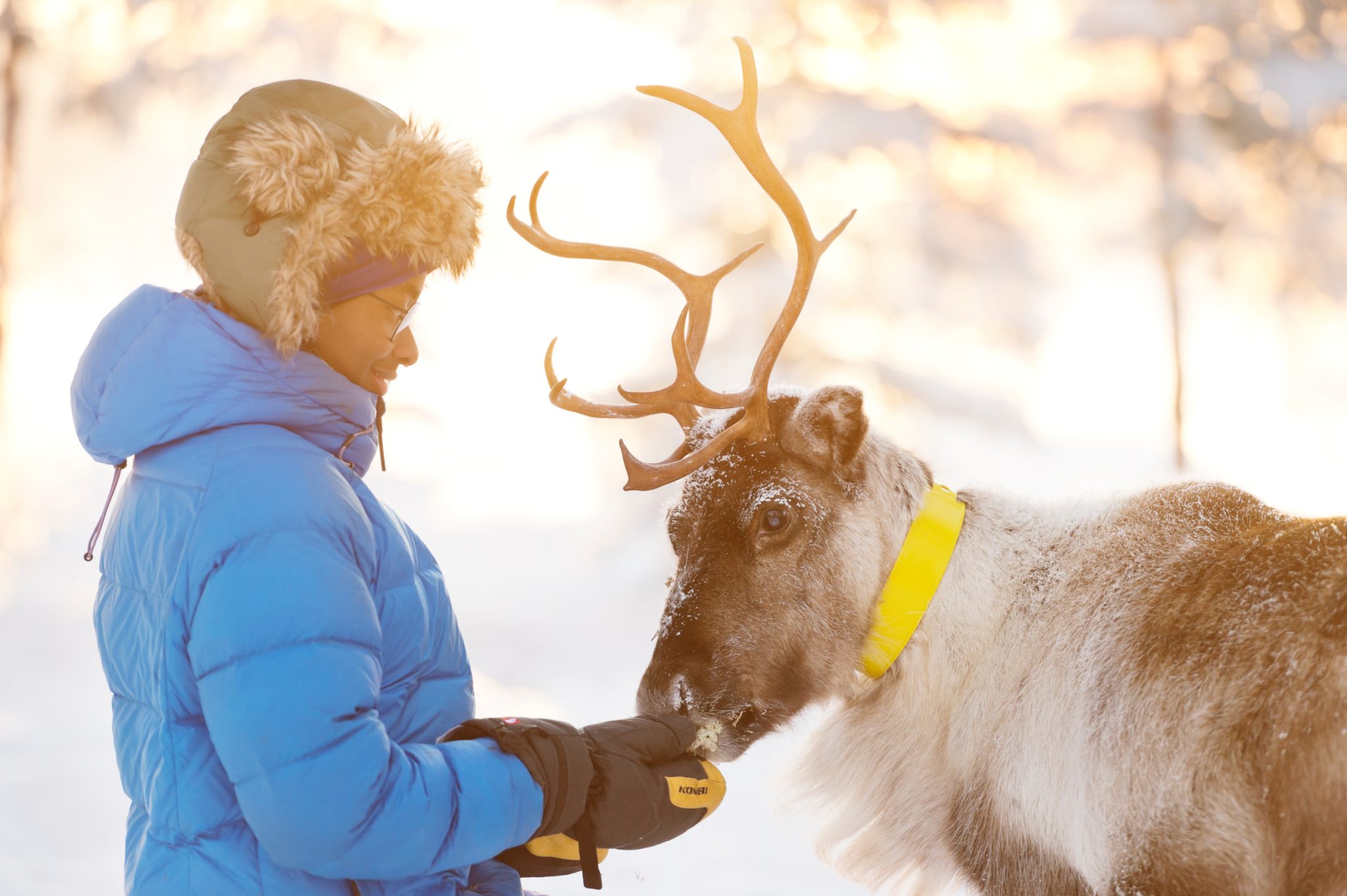 anna öhlund reindeer encounter 6482