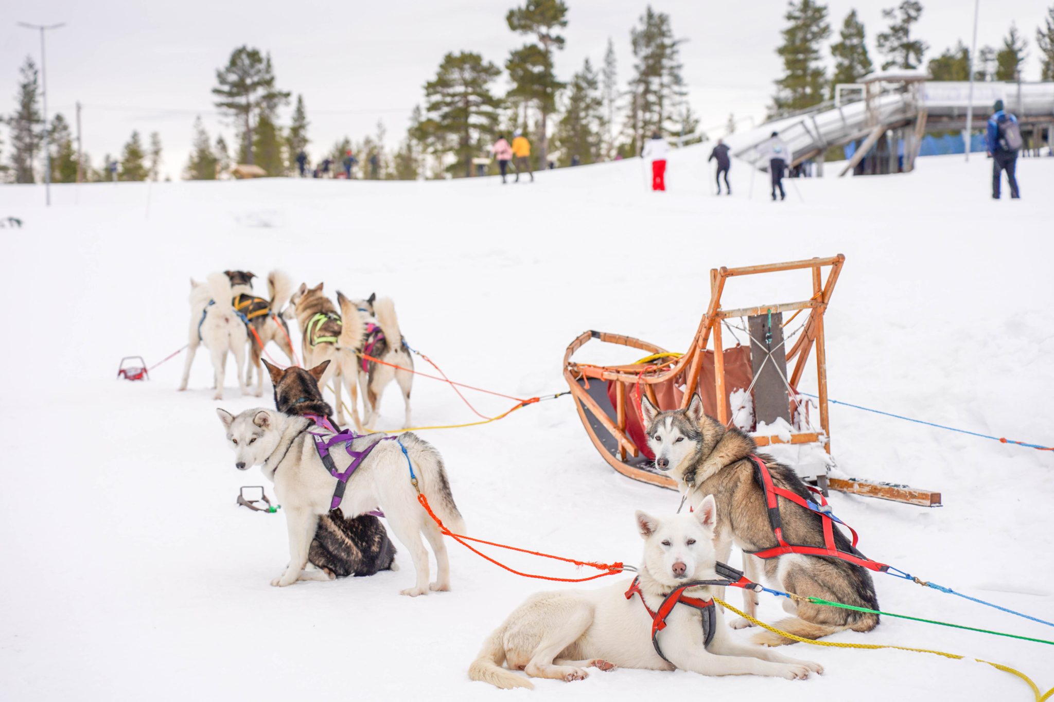 emmie bolmstedt dog sledding 10301