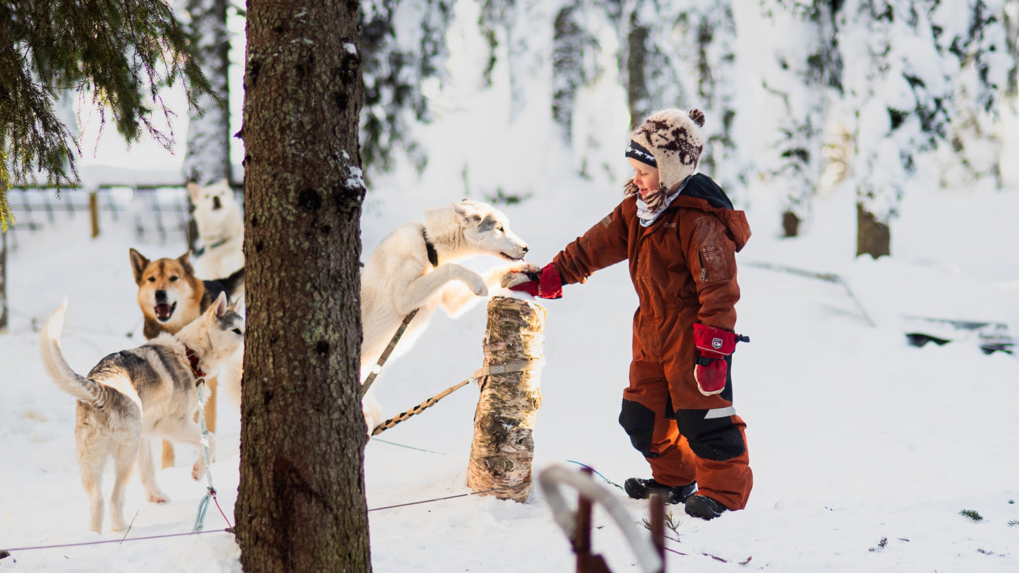 hilla aspman friendly sled dogs 10976
