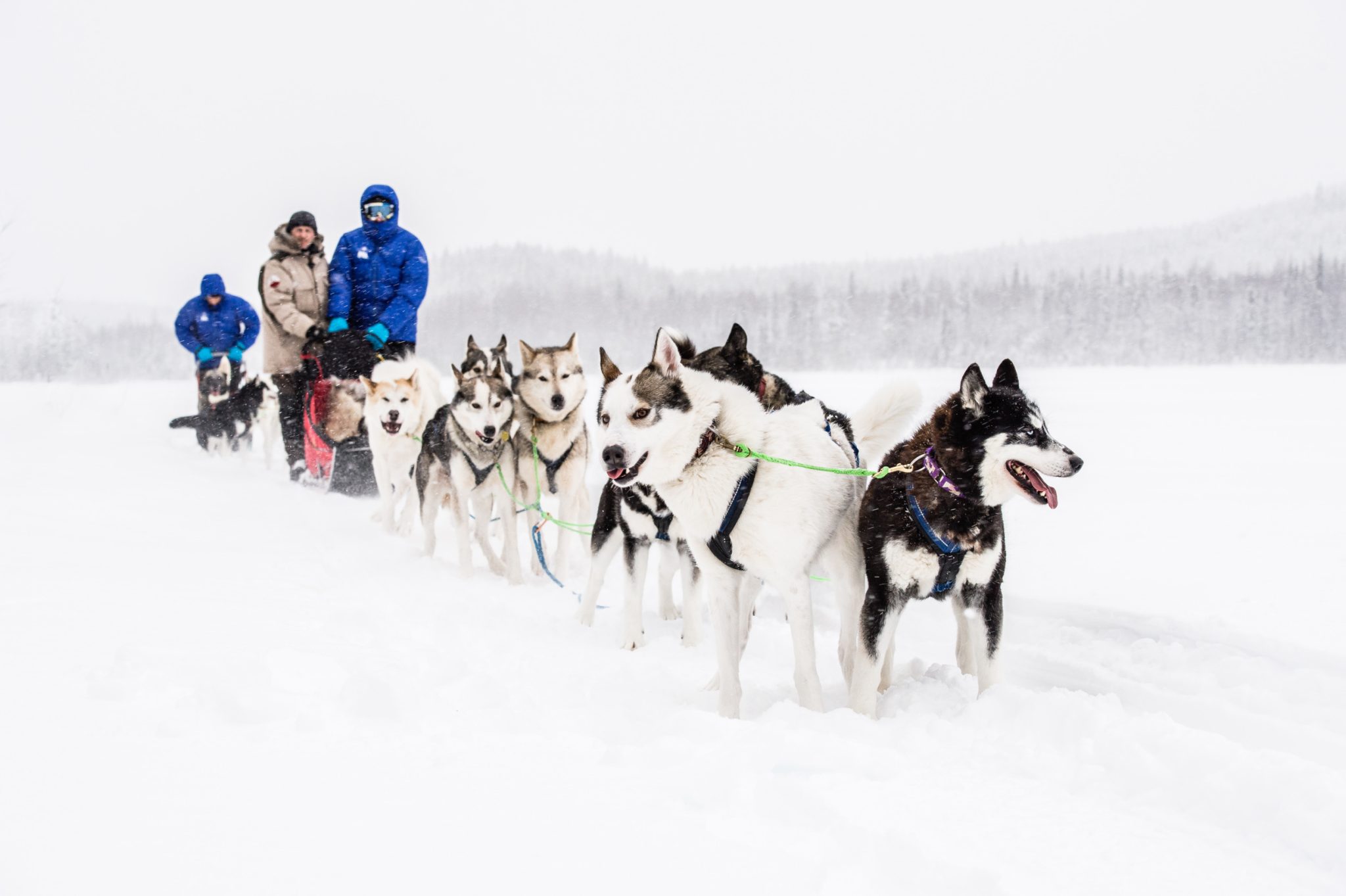 ted logart dog sledding 5717