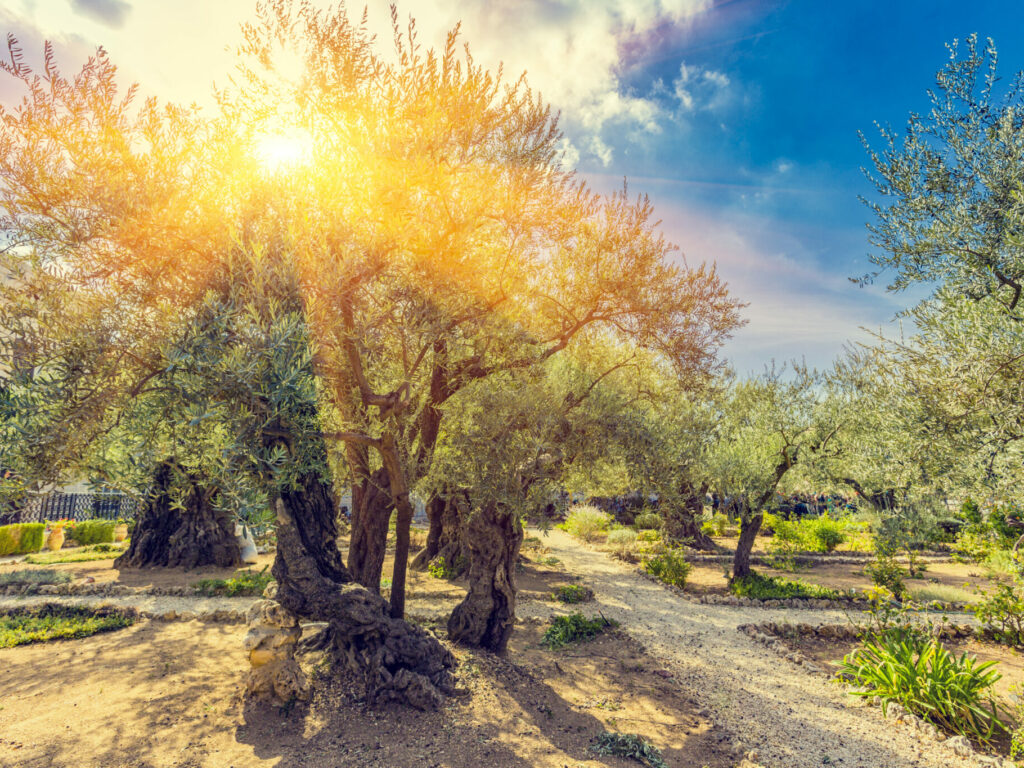 the,gethsemane,olive,orchard,,garden,located,at,the,foot,of